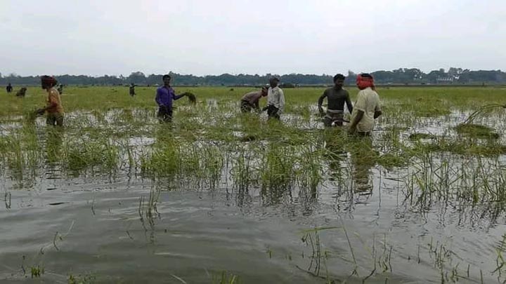 ধর্মপাশায় পাহাড়ি ঢলে তলিয়ে গেছে ২৩০ হেক্টর জমির ফসল